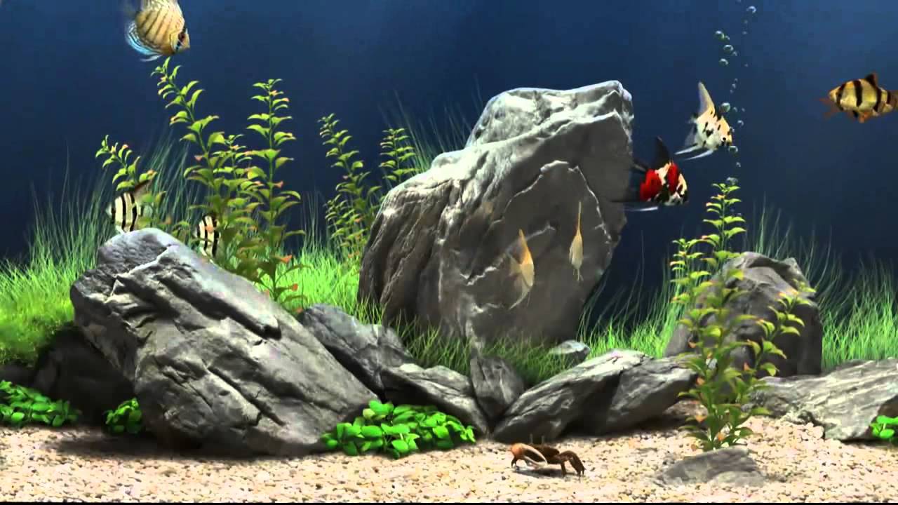 3d fish tank screensaver windows 8 free download